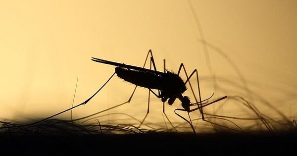 Saúde destina R$ 312 mil para ajudar Dourados contra dengue 