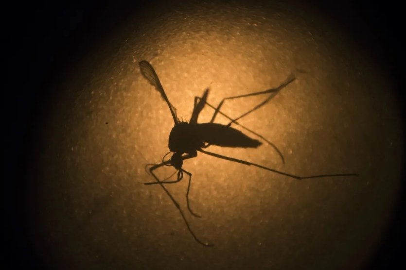 No ano, dengue fez seis vítimas no Estado, sendo três delas crianças
