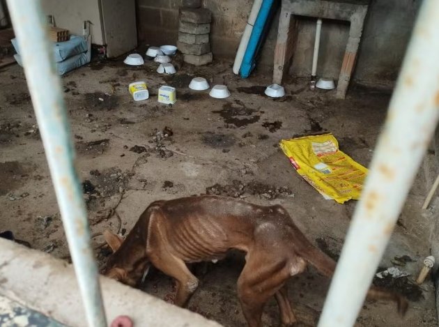 Polícia resgata 6 cachorros em situação de maus-tratos em MS