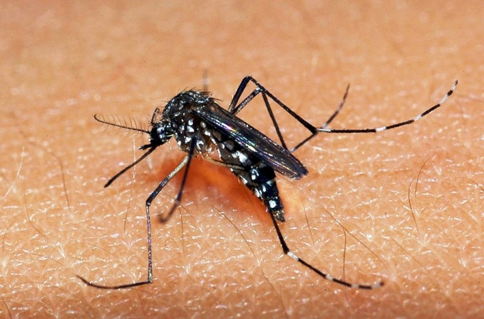 Dourados tem 152 notificações por Dengue em 7 dias 
