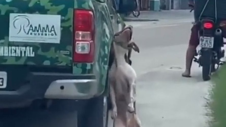 Cachorro é arrastado preso à carroceria de automóvel de proteção ambiental 