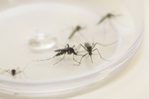 Trabalho de combate à dengue é interrompido por pandemia