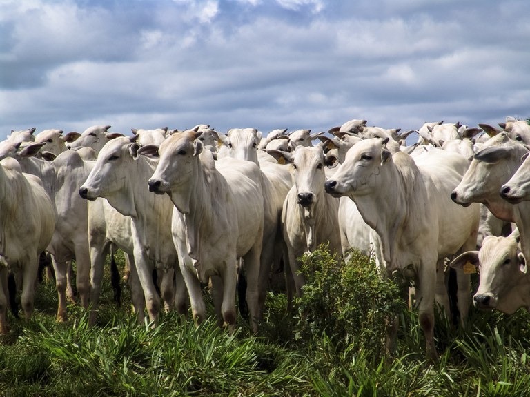 Primeira etapa de vacinação contra febre aftosa permanecerá do dia 1° a 31 de maio