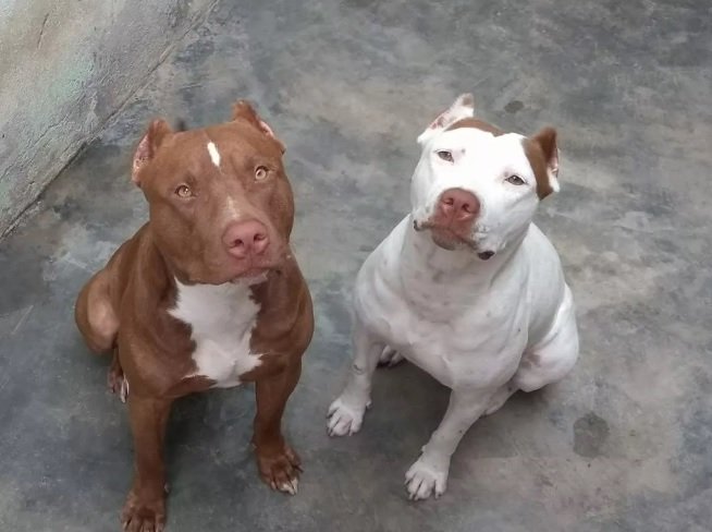 Conheça 7 raças de cachorros que foram criadas no Brasil - Fotos
