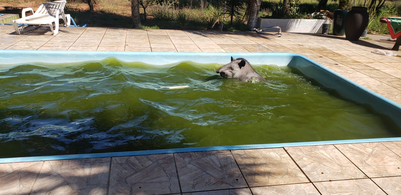 Em Campo Grande anta é resgatada de piscina