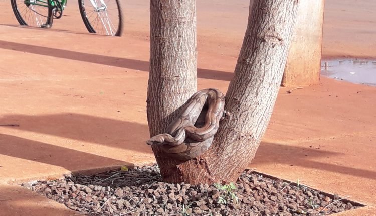 Jiboia foi encontrada em uma árvore na calçada da cidade de Rio Brilhante