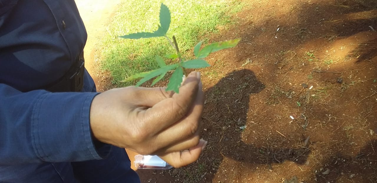 Pé de maconha é encontrado na praça de Dourados 