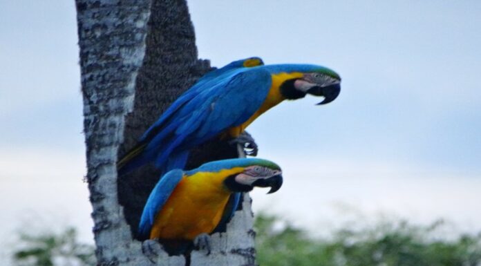 Previsão do tempo no fim de semana em Mato Grosso do Sul