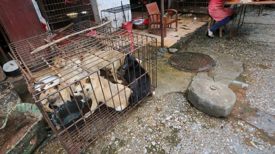 Norte-coreanos são forçados a entregar cães para restaurantes, diz jornal