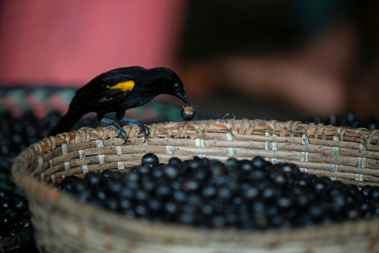 Pesquisadores do Canadá testam açaí como tratamento para o coronavírus 