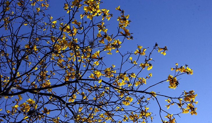 Setembro terá tempo seco e calorão; chuva deve chegar junto com a primavera