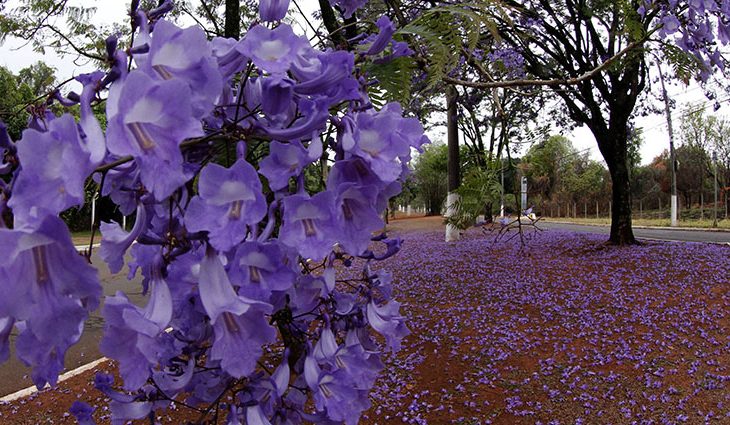 Clima ameno se despede de MS no segundo dia da primavera