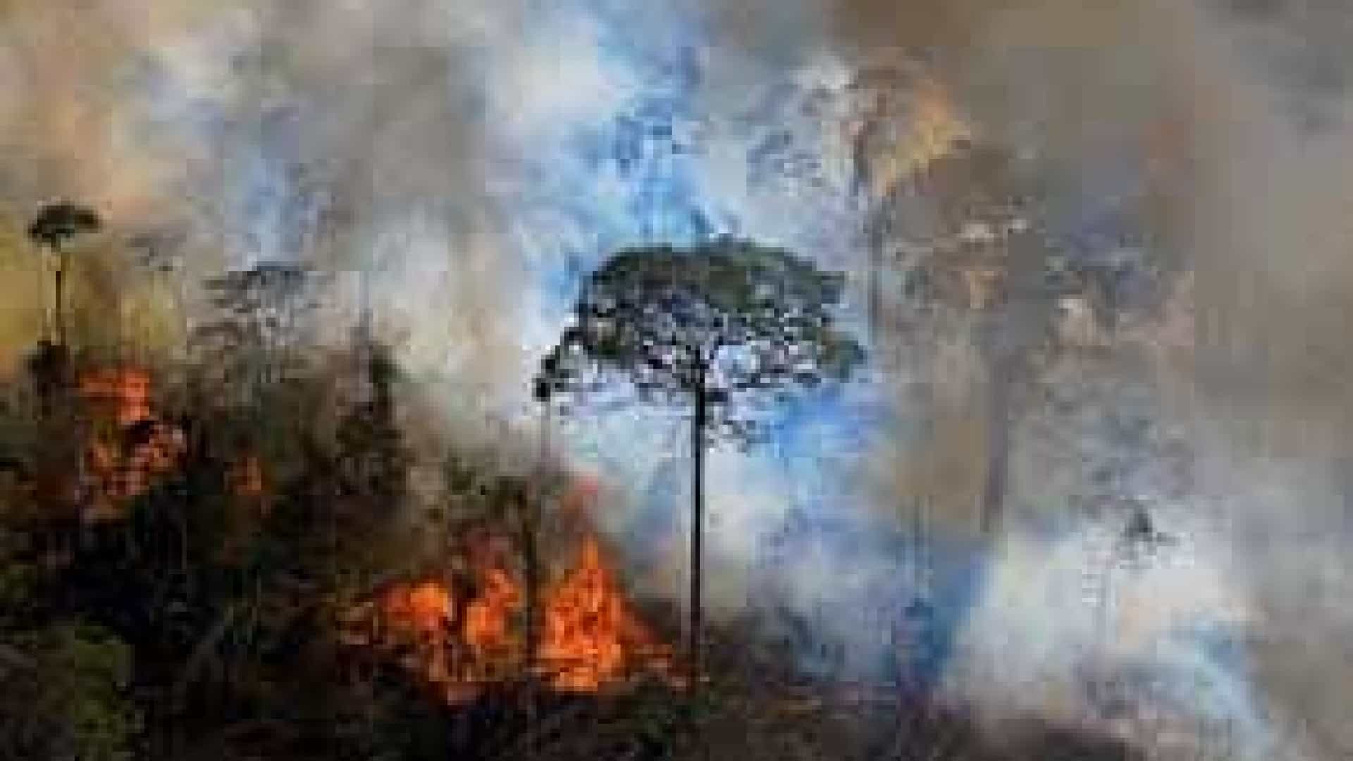 Chefe do combate ao incêndio do Ibama pede demissão 