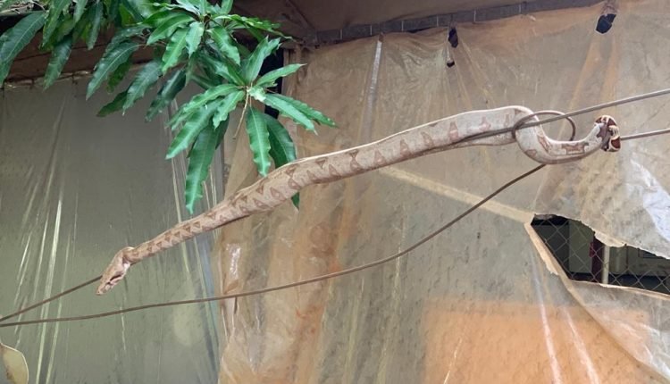 Cobra rara é encontrada no Alabama pela segunda vez em 60 anos