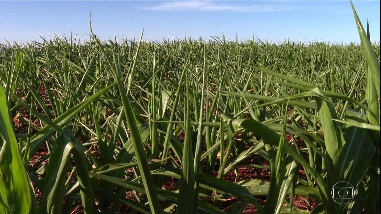 O plantio de soja em RS está atrasado 