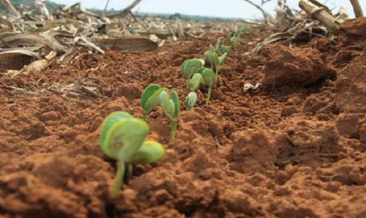 Agricultores devem registrar a área plantada 