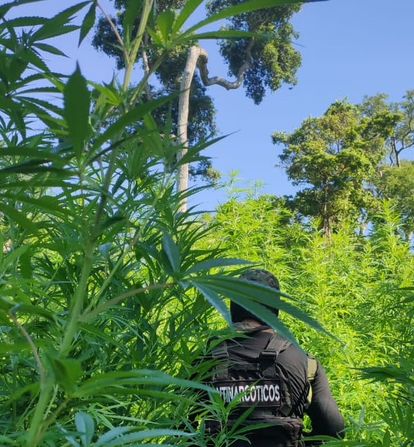 É encontrada em Ponta Porã uma plantação de maconha 