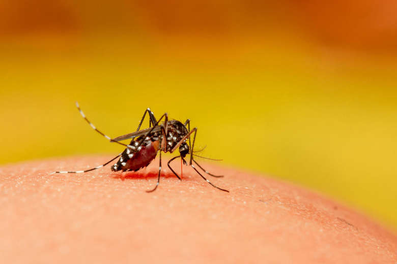 O verão é a época do ano com mais casos de dengue no Brasil 