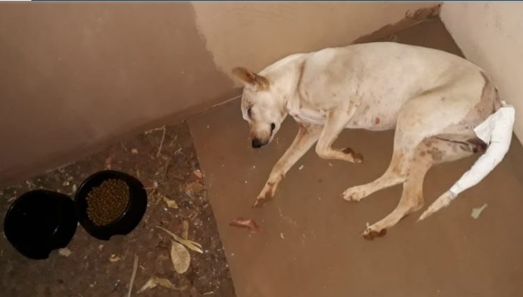 Homem é preso em flagrante por abusar de animais 