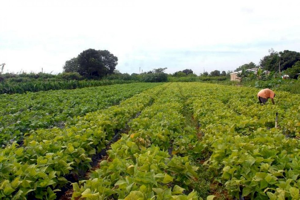 Brasil e Colômbia elaboram documento com diretrizes de pesquisa em agroecologia