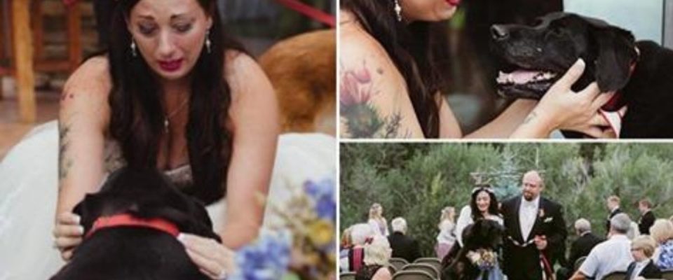 Cachorro a beira da morte leva a sua dona para casar 