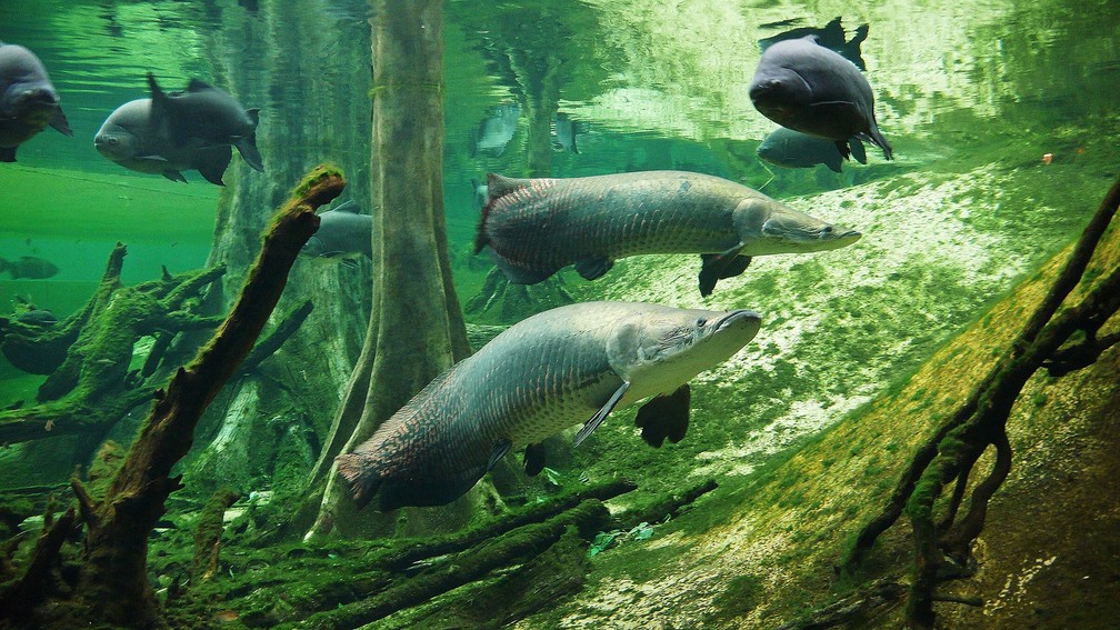 Durante a pandemia a produção de peixe teve uma alta em 2020 