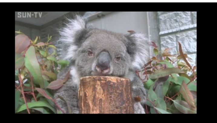 Japão tem o koala reconhecido pelo Guinness World Records 