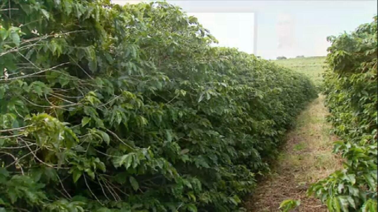 Clima deverá prejudicar a próxima safra do café 