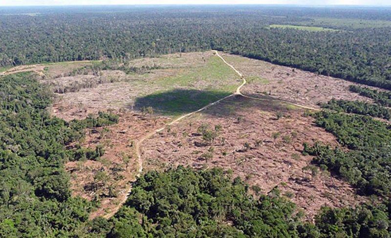 Com desmatamento o agronegócio brasileiro pode perder R$ 5,7 bilhões por ano 