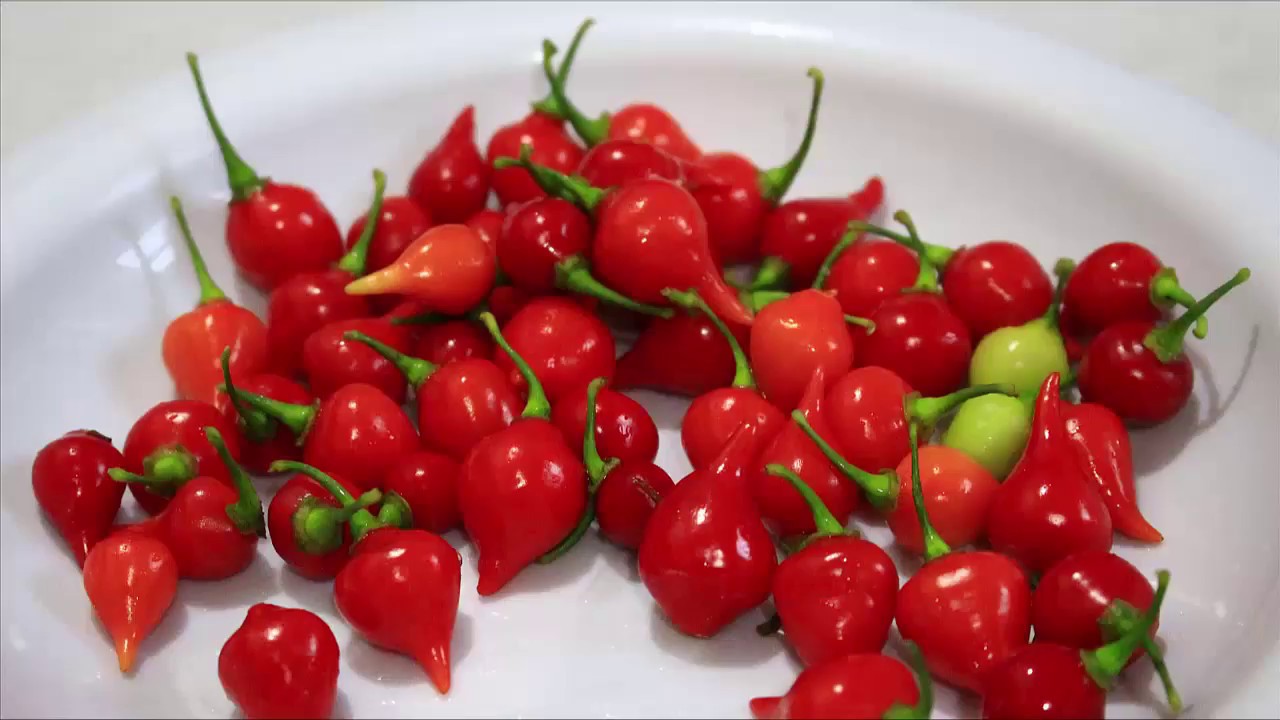Pimenta biquinho: Propriedades e benefícios do tempero