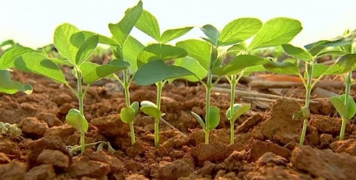Soja atinge 2º melhor índice da história para outubro 