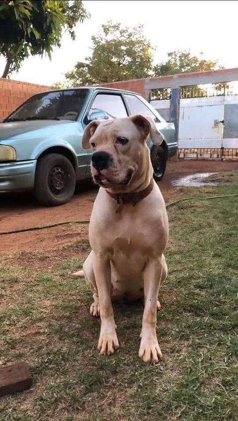 Você viu a Fiona? Boxer desaparece no Rancho Alegre 2