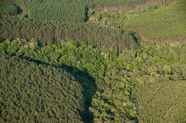 Petrobras e BNDES vão ampliar investimentos em restauração florestal