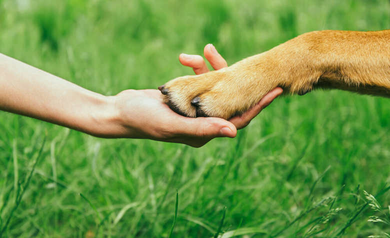 Temas sobre Diretos dos Animais será incluído no ensino estadual