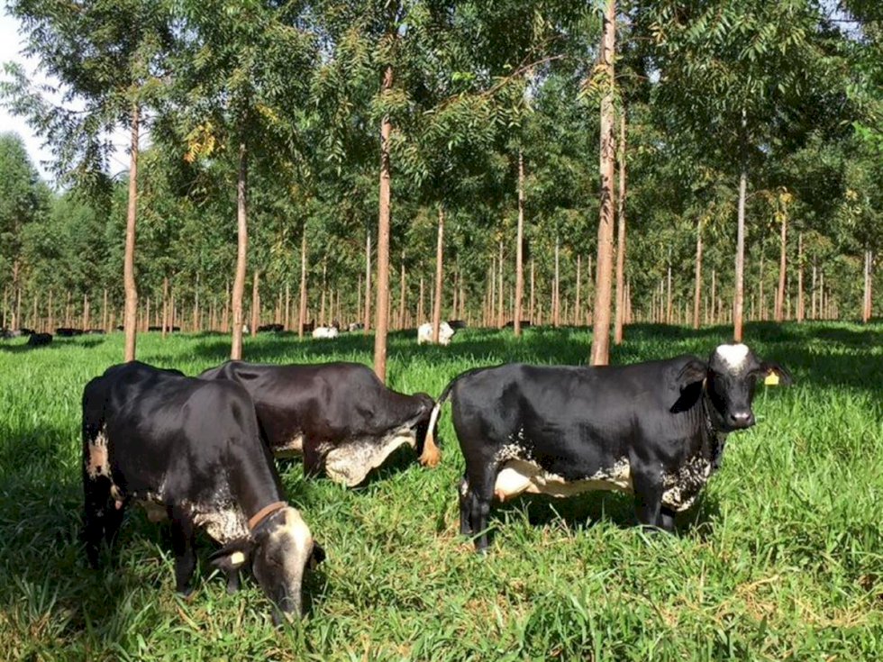 Ferramenta genômica seleciona bovinos leiteiros adaptáveis às diferenças climáticas do Brasil