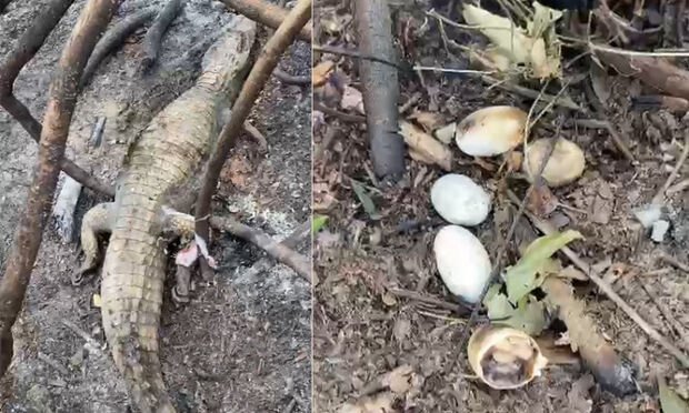 Fogo que atingiu região do Pantanal deixa ovos de jacarés cozidos e animais carbonizados
