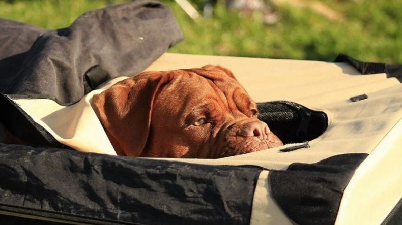 Vírus altamente contagioso está infectando cachorros em Miami