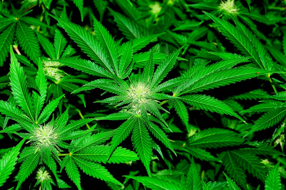 Maconha melhora a experiência sexual; entenda o estudo