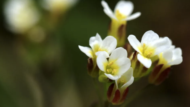 Como plantas sob estresse podem produzir a sua própria aspirina