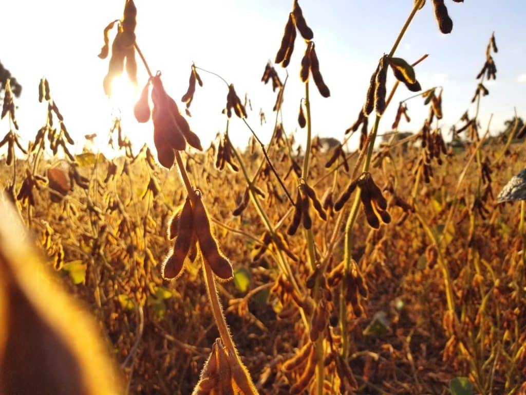 Brasil deve exportar maior volume de soja em grão da história em 2023