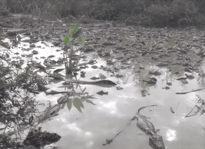 Canibalismo pode virar opção para jacarés sobreviverem no Pantanal