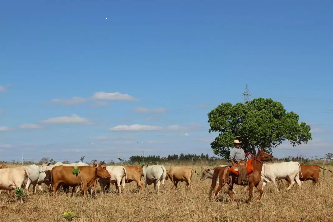 Manejo nutricional estratégico preservados na seca