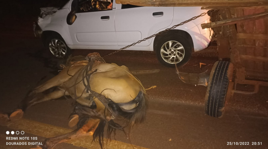 Cavalo morre e carroça parte ao meio após colisão em rodovia de Dourados