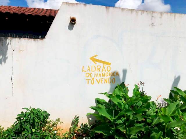 Cansado de perder mandioca, Helio deixou câmera e recado para ladrão