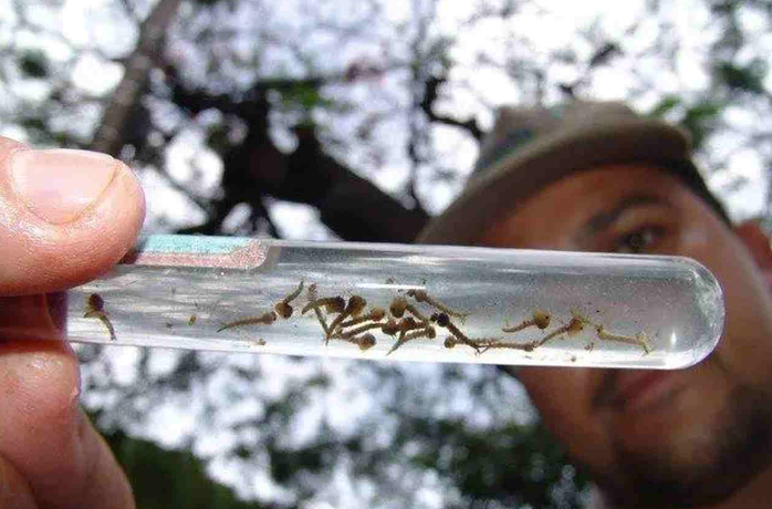 Jateí entra na lista e MS agora soma casos dengue nos 79 municípios