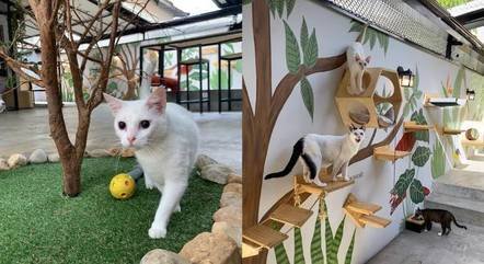 Cats Cafés no Brasil: conheça as cafeterias para quem ama felinos