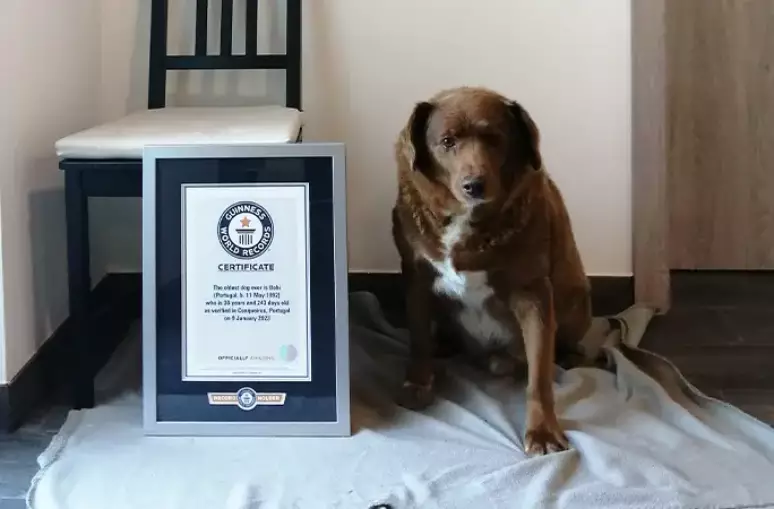 Bobi, o cão mais velho do mundo, completa 31 anos e ganha festa