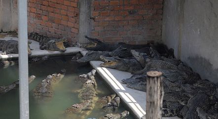 Idoso cai em criadouro e é devorado vivo por crocodilos