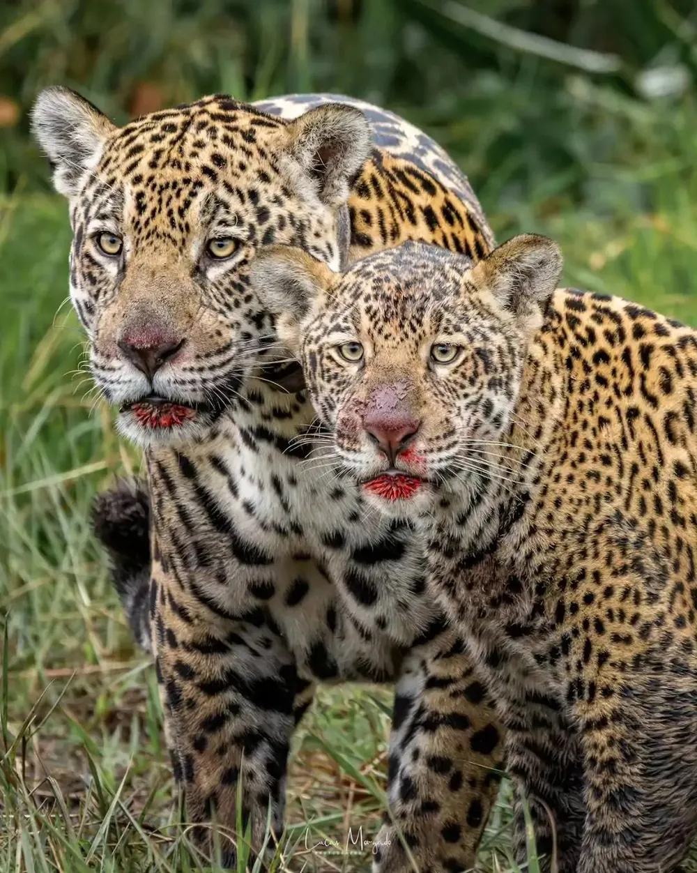 Fotógrafo flagra mãe e filhote com boca suja de sangue após caçada no Pantanal de MS; veja fotos.
