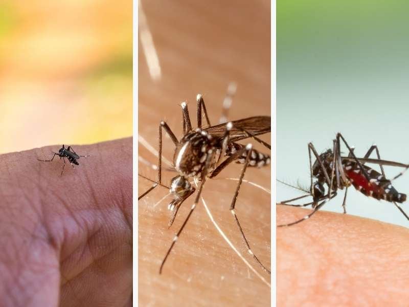 Período de chuvas e altas temperaturas exigem cuidados extras no controle da dengue